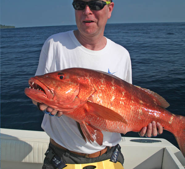Cubera Snapper sind starke Kämpfer und nehmen Popper an der Oberfläche